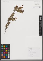 Foto von Salix L.